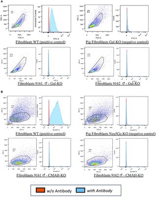 N-Glycolylneuraminic Acid (Neu5Gc) Null Large Animals by Targeting the CMP-Neu5Gc Hydroxylase (CMAH)